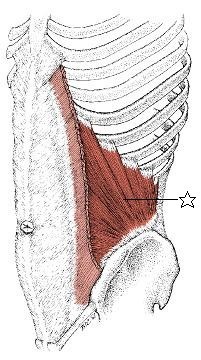 内腹斜筋.jpg